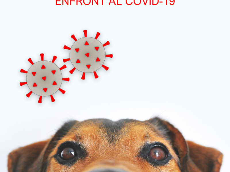 Com actuar amb els vostres animals enfront el COVID-19.
