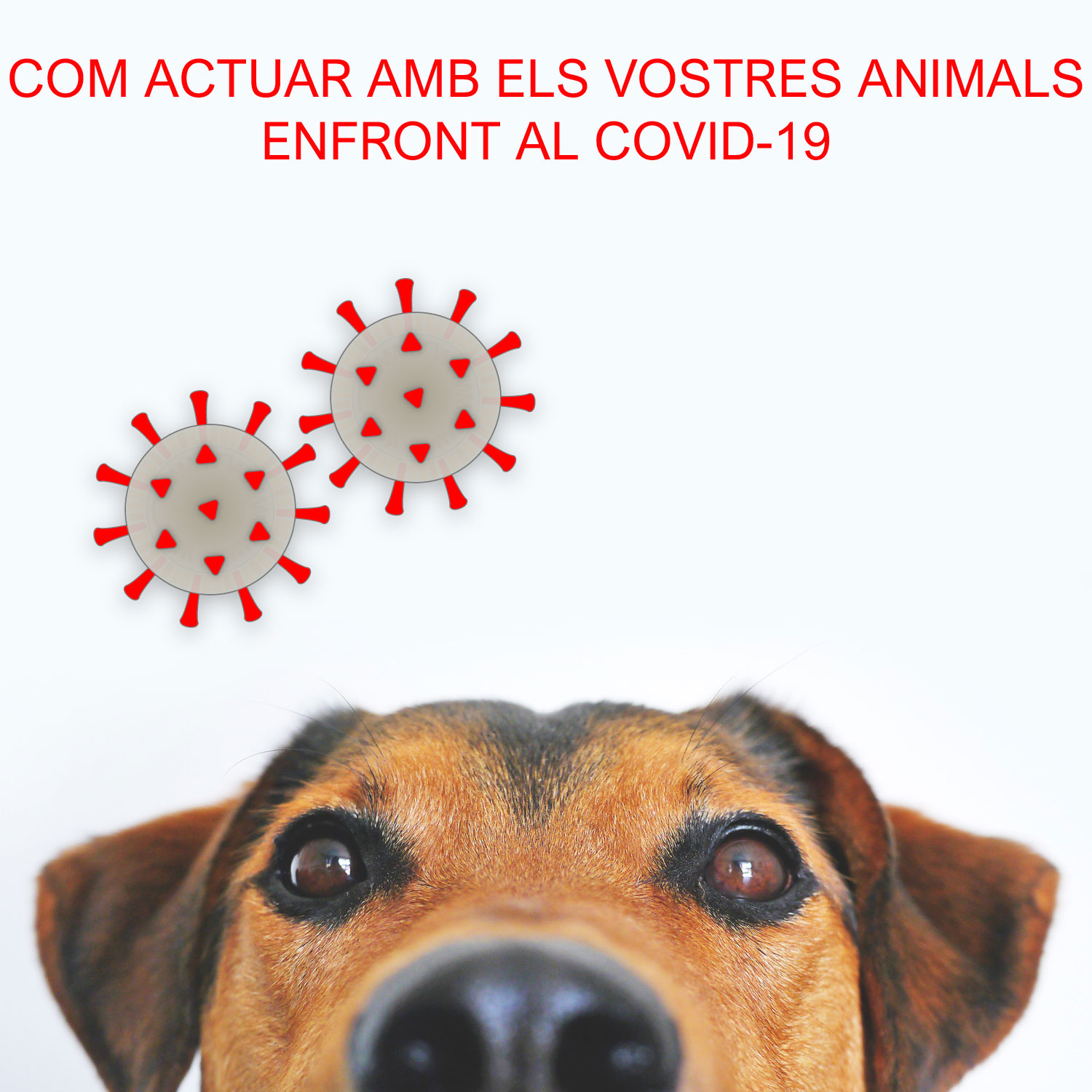 Com actuar amb els vostres animals enfront el COVID-19.