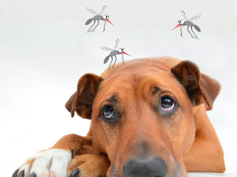 PREVENCIÓ I DETECCIÓ DE LEISHMANIOSIS CANINA