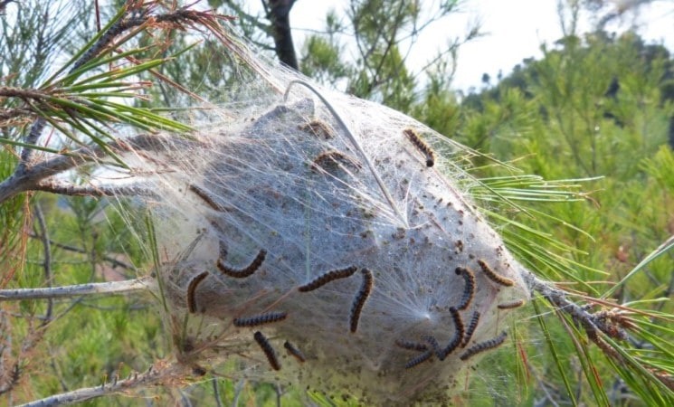 PROCESSIONÀRIA DELS PINS