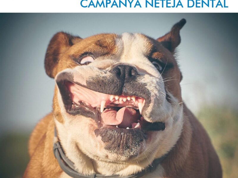 QUAN TOCA FER UNA NETEJA DENTAL AL TEU ANIMAL?